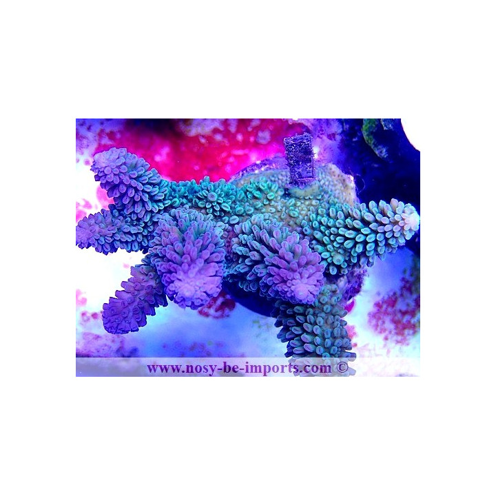 Acropora abrotanoides WYSIWYG 24012021-10
