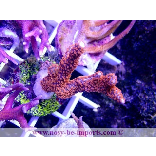 Montipora sp. WYSIWYG 24012021-13