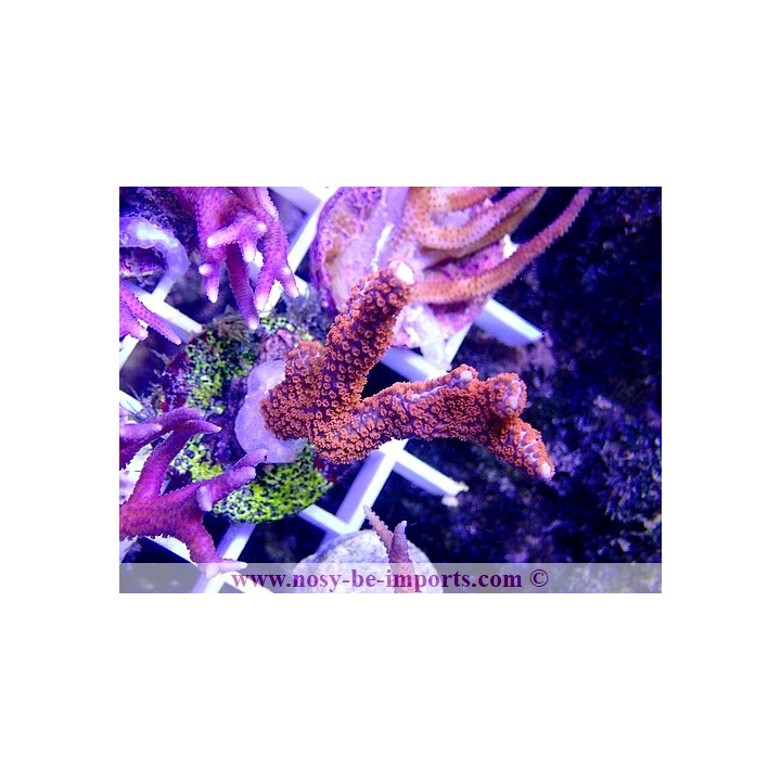 Montipora sp. WYSIWYG 24012021-13