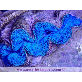 Tridacna maxima WYSIWYG 24012021-14