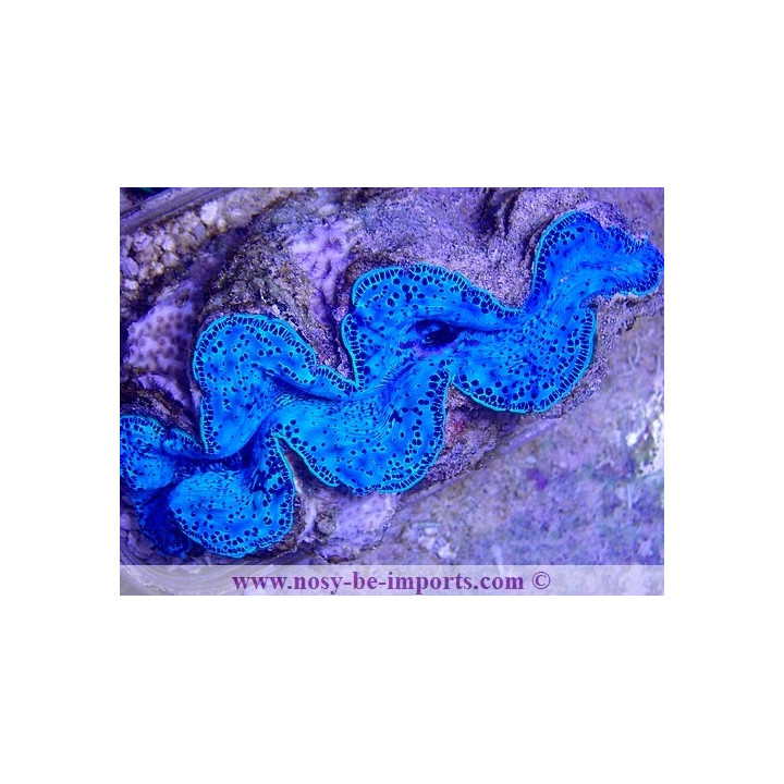 Tridacna maxima WYSIWYG 24012021-14