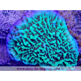 Montipora undata WYSIWYG 24012021-15