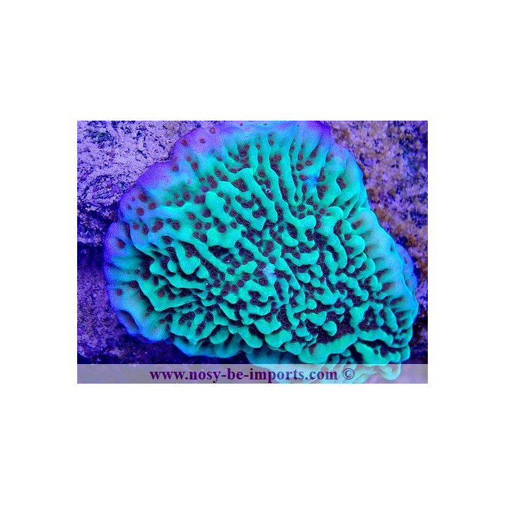 Montipora undata WYSIWYG 24012021-15