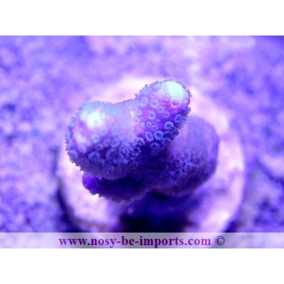 Montipora digitata WYSIWYG 24012021-16
