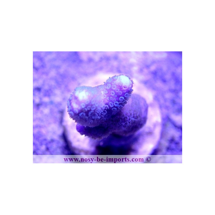 Montipora digitata WYSIWYG 24012021-16