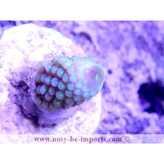 Acropora humilis WYSIWYG 24012021-17