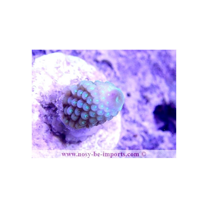 Acropora humilis WYSIWYG 24012021-17