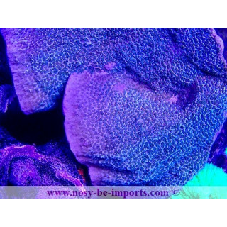 Montipora sp. WYSIWYG 24012021-18
