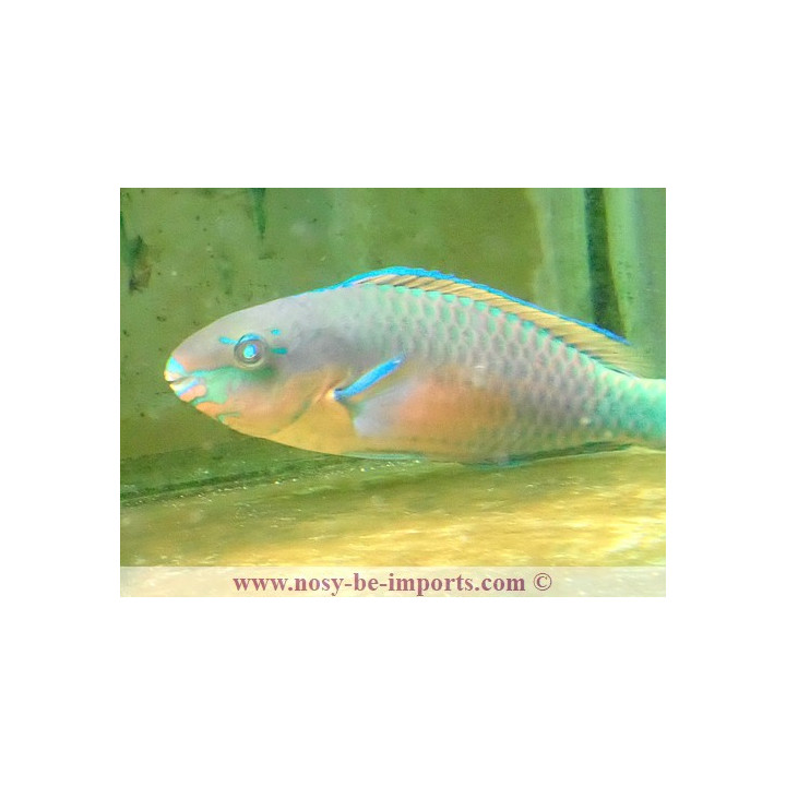 Scarus quoyi COUPLE
