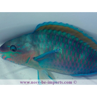 Scarus quoyi COUPLE