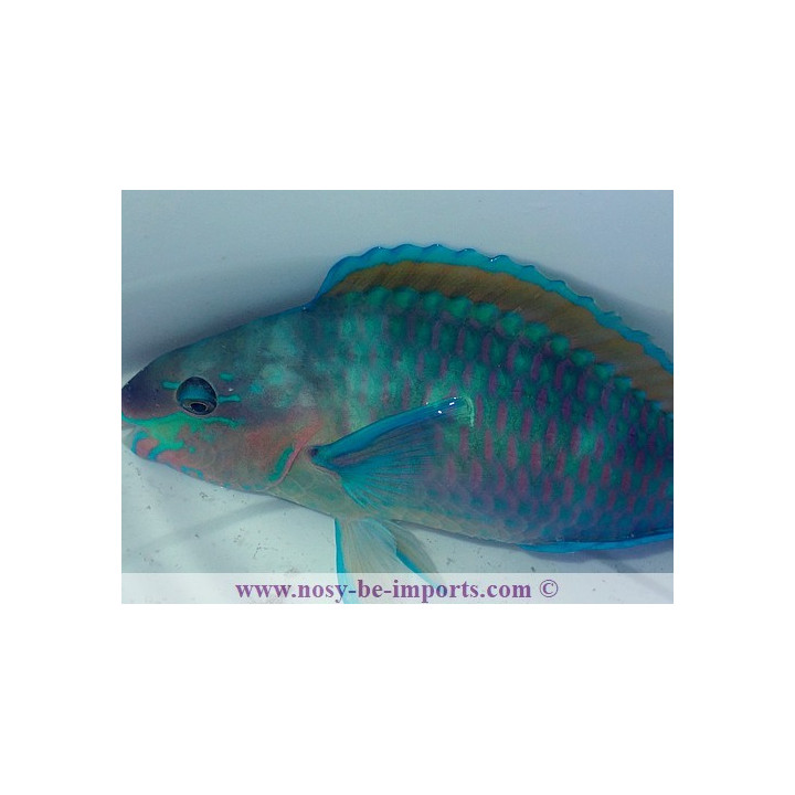 Scarus quoyi COUPLE