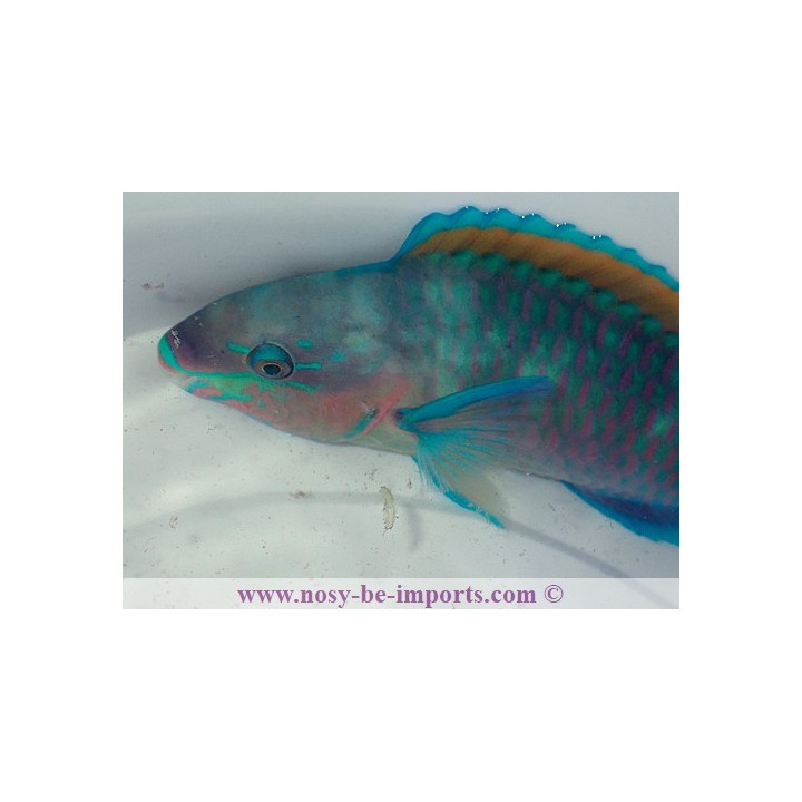 Scarus quoyi COUPLE