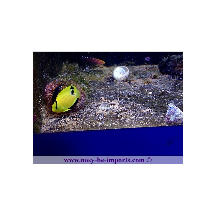 Apolemichthys xanthopunctatus ELEVAGE