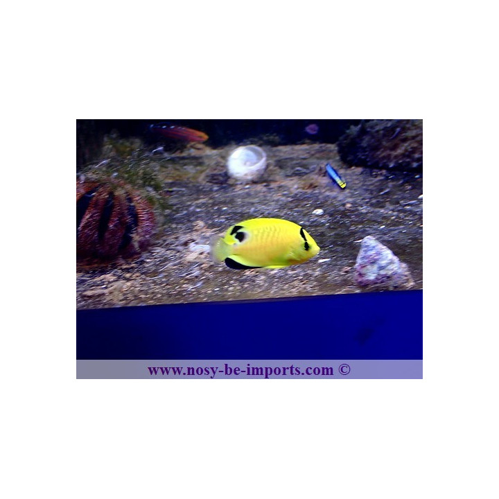 Apolemichthys xanthopunctatus ELEVAGE