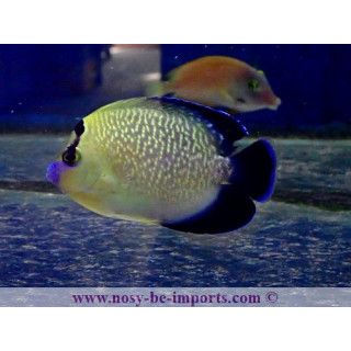 Apolemichthys xanthopunctatus ELEVAGE