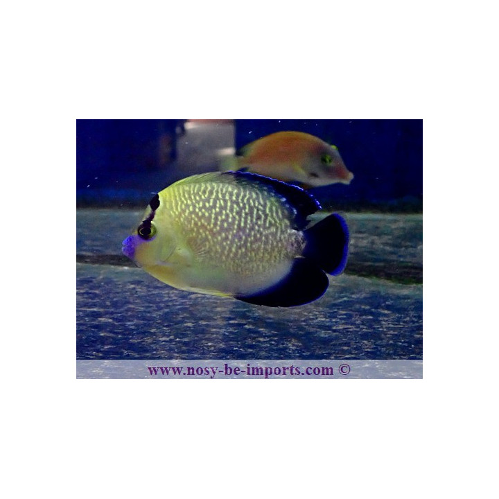 Apolemichthys xanthopunctatus ELEVAGE