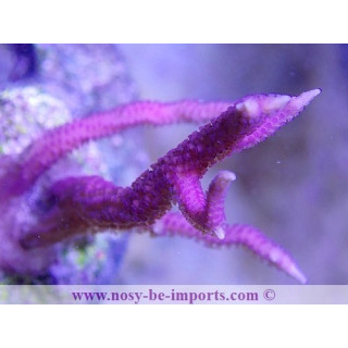 Seriatopora hystrix rose WYSIWYG 12022021-2