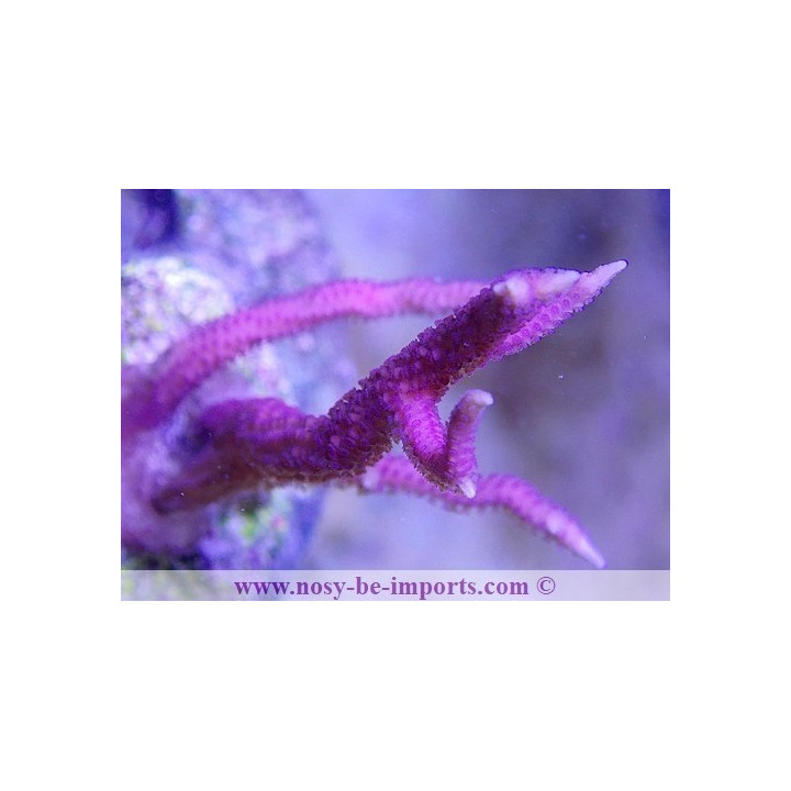 Seriatopora hystrix rose WYSIWYG 12022021-2
