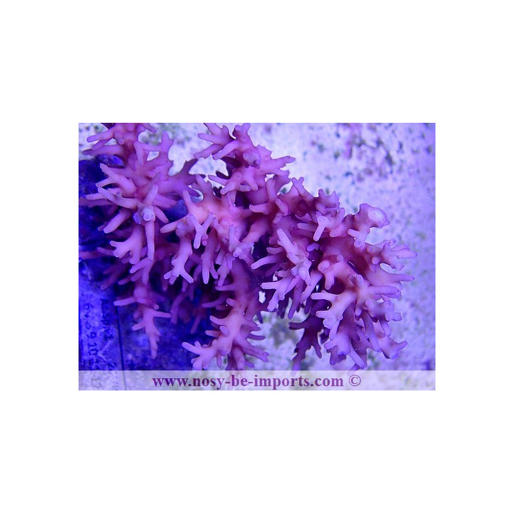 Acropora carduus WYSIWYG 12022021-3