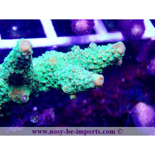 Acropora sp. WYSIWYG 12022021-4