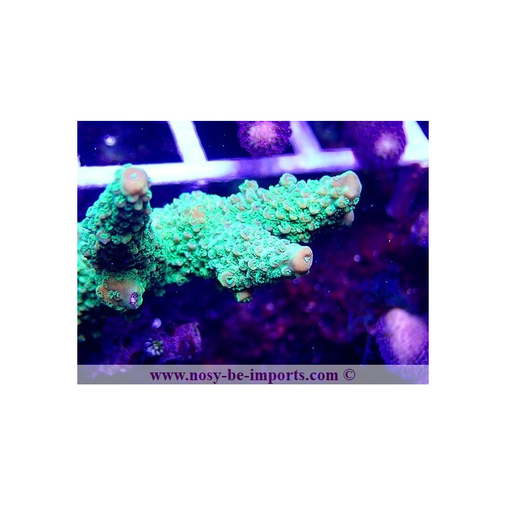 Acropora sp. WYSIWYG 12022021-4