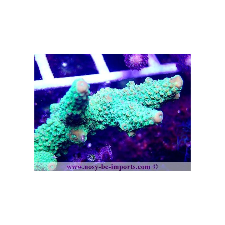 Acropora sp. WYSIWYG 12022021-4