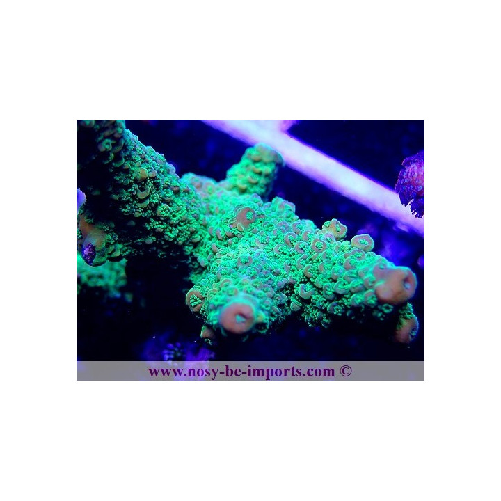 Acropora sp. WYSIWYG 12022021-4