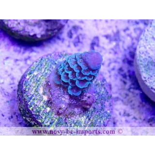 Acropora spathulata WYSIWYG 12022021-5