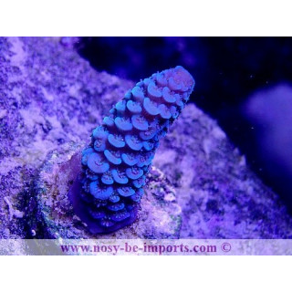 Acropora spathulata WYSIWYG 12022021-6