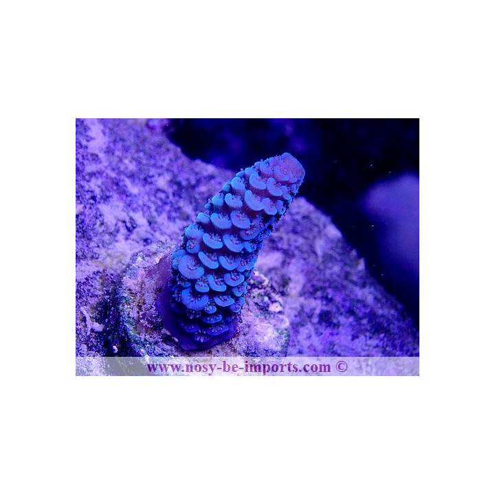 Acropora spathulata WYSIWYG 12022021-6