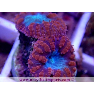 Blastomussa wellsi WYSIWYG 12022021-7
