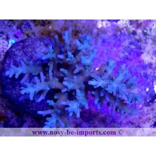 Acropora carduus WYSIWYG 12022021-9