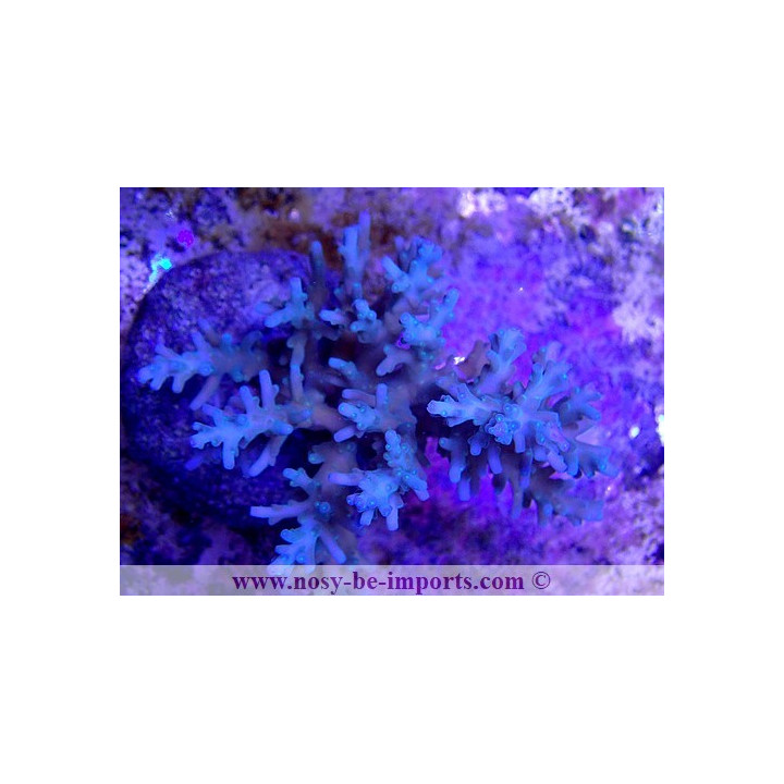 Acropora carduus WYSIWYG 12022021-9