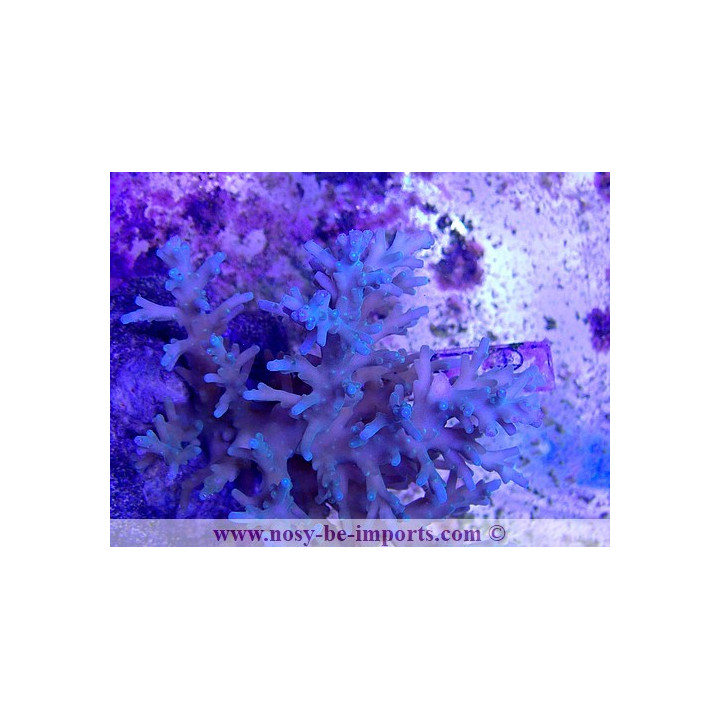 Acropora carduus WYSIWYG 12022021-9