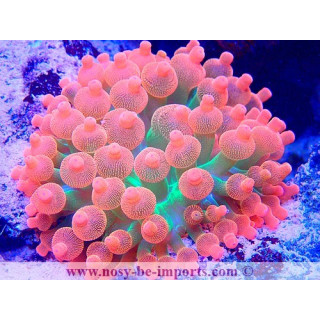 Entacmea quadricolor Sunburst WYSIWYG 14022021-1