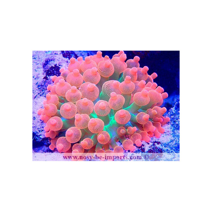 Entacmea quadricolor Sunburst WYSIWYG 14022021-1