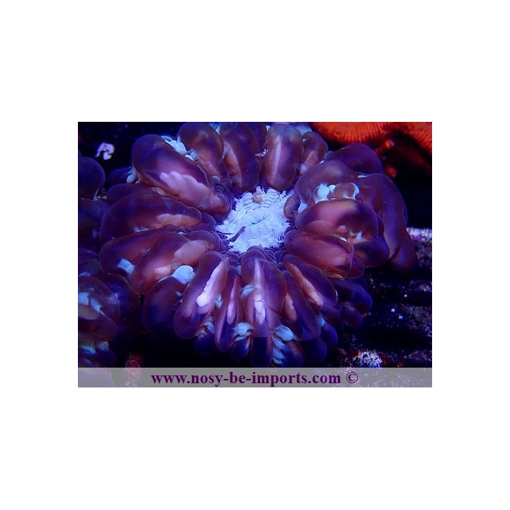 Cynarina lacrymalis WYSIWYG 14022021-2