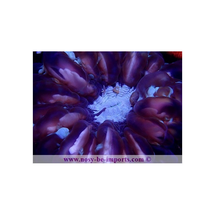 Cynarina lacrymalis WYSIWYG 14022021-2