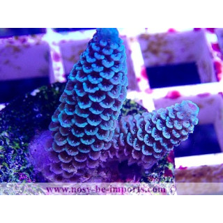 Acropora spathulata WYSIWYG 14022021-3