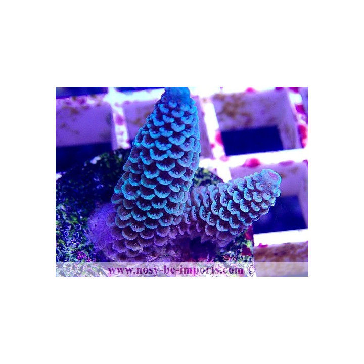 Acropora spathulata WYSIWYG 14022021-3