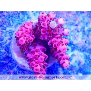 Acropora sp USA WYSIWYG 14022021-4