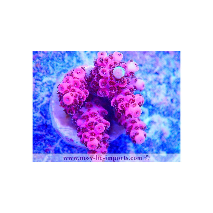 Acropora sp USA WYSIWYG 14022021-4