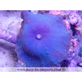Discosoma sp. WYSIWYG 20022021-1
