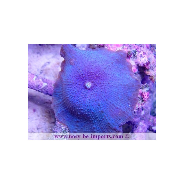 Discosoma sp. WYSIWYG 20022021-1