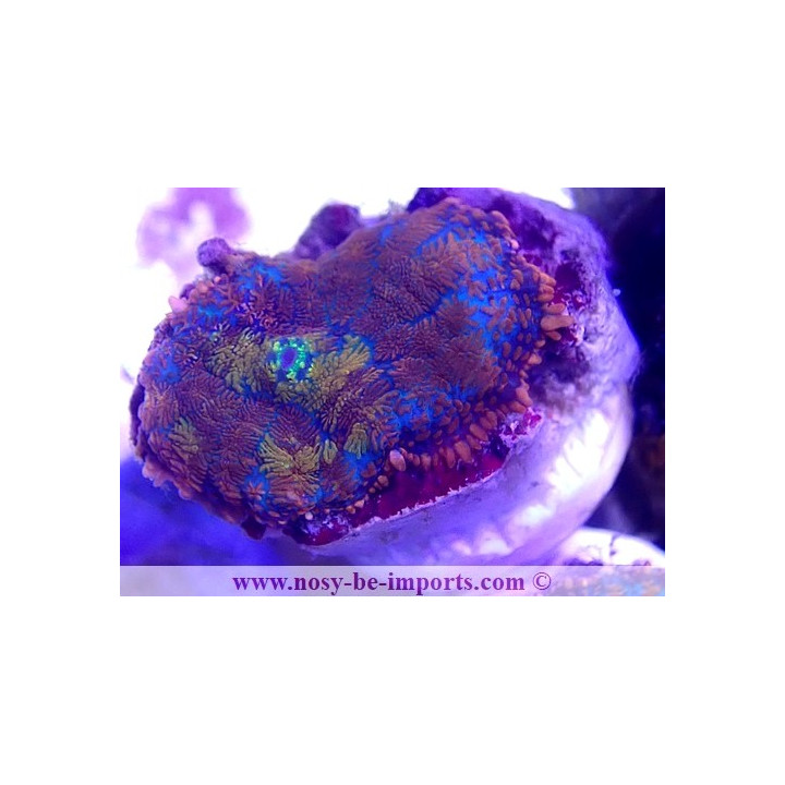 Rhodactis sp. Arc en ciel