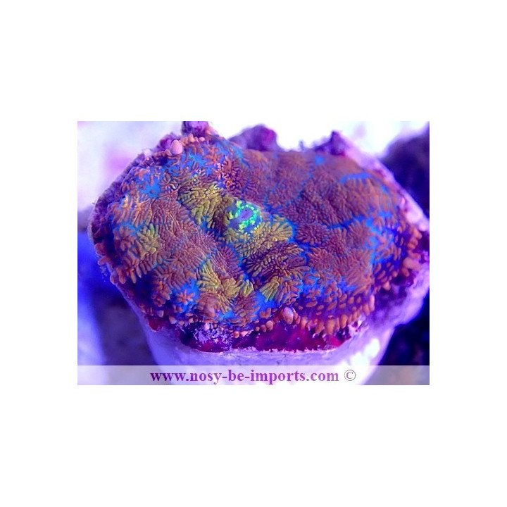 Rhodactis sp. Arc en ciel