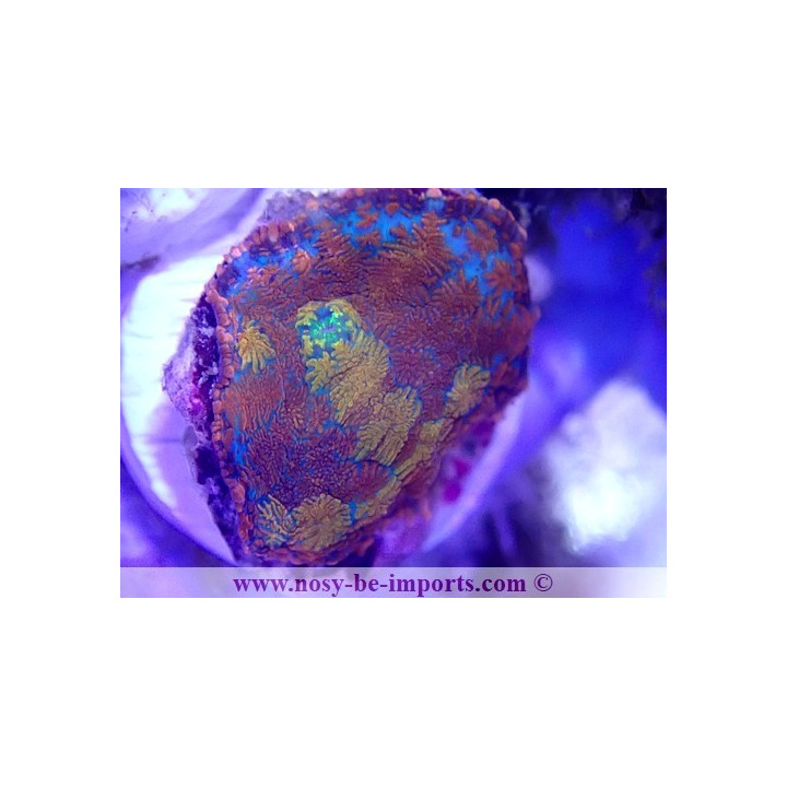 Rhodactis sp. Arc en ciel