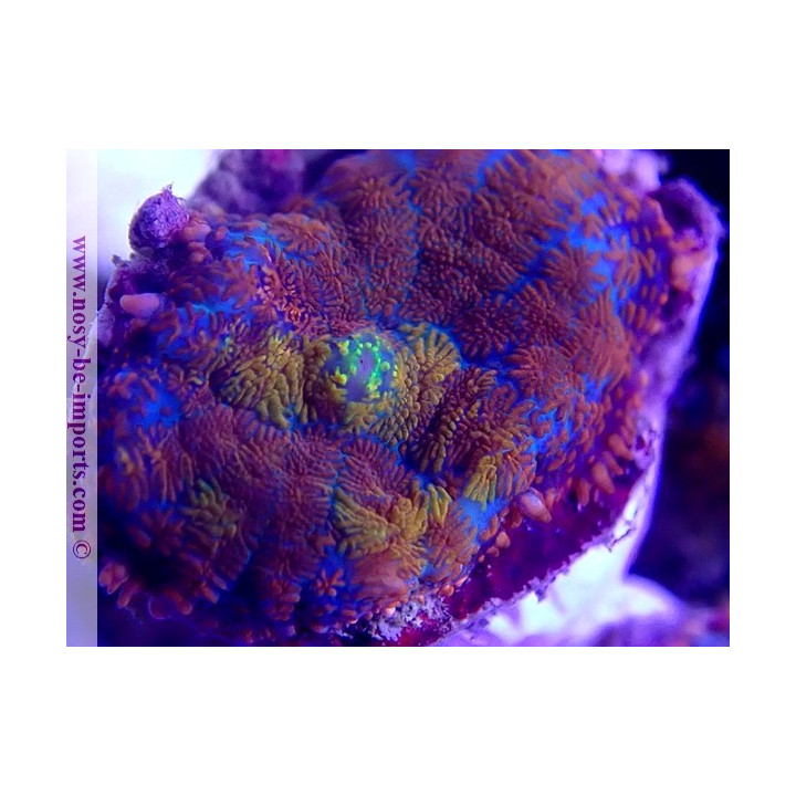 Rhodactis sp. Arc en ciel