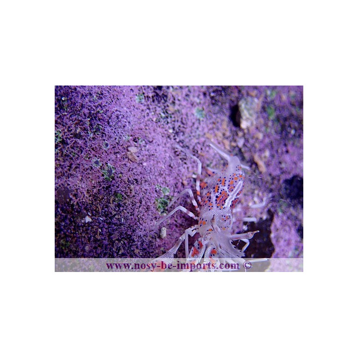 Phyllognathia ceratophthalma
