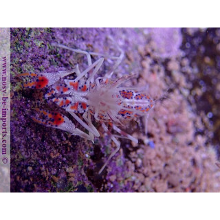 Phyllognathia ceratophthalma